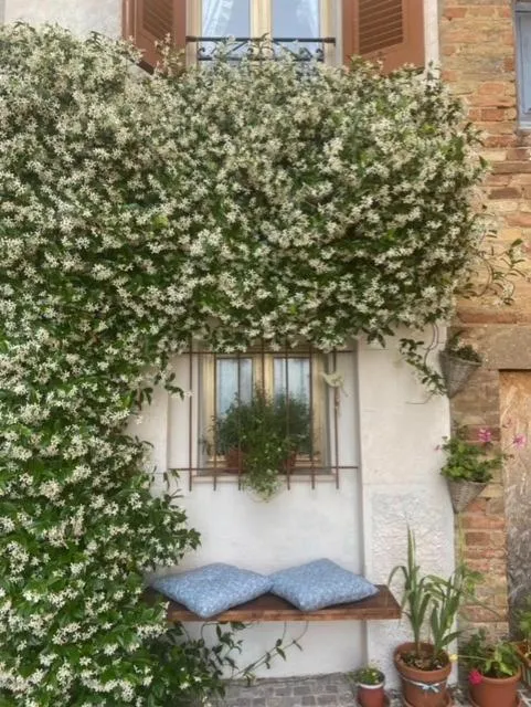 Il gelsomino sulla facciata